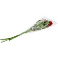 Floristik24 Zamatová ruža červená 65cm 6ks