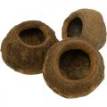 Floristik24 Kvetináč s orieškami raj Natural Sapucaia Ø14cm V10cm 3 ks
