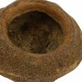 Kvetináč s orieškami raj Natural Sapucaia Ø14cm V10cm 3 ks | Floristik24.sk