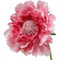 Floristik24 Umelá kvetinová dekorácia, svrab umelý kvet ružový 64cm zväzok 3ks