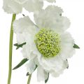 Floristik24 Umelá kvetina svrab biely záhradný kvet V64cm zväzok s 3ks