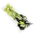 Floristik24 Šachový kvet zelený s koreňmi L30cm