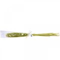 Floristik24 Trstina deko trstinová tráva sušená zelený H60cm zväzok