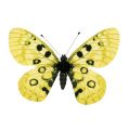 Floristik24 Motýľ žltý na klipe 11cm 6ks
