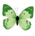 Floristik24 Motýľ zelený na klipe 10cm - 11cm 6ks