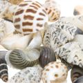 Floristik24 Mix mušlí mini, morské slimáky, prírodné mušle L1–4cm 1000g