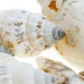 Floristik24 Deco slimačie ulity prázdne v lykovej sieťke morské slimáky 400g