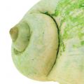 Floristik24 Slimačie ulity zelené 1kg