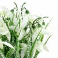 Floristik24 Snežienky v matnom kvetináči 25 cm