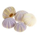 Floristik24 Morský ježko bielo-fialový 20ks