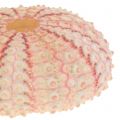 Floristik24 Morský ježko Ružová námorná dekorácia 36ks