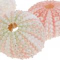 Floristik24 Dekorácia morský ježko námorná ružová, biela, zelená letná dekorácia 12 kusov