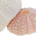 Floristik24 Námorná dekorácia morský ježko bývanie ružové, biele posypy 55 kusov