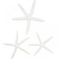 Floristik24 Dekorácia hviezdice biela, prírodniny, námorná dekorácia 10-12cm 14p