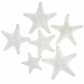 Floristik24 Nubs Starfish White 30ks