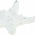 Floristik24 Nubs Starfish White 30ks