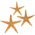 Floristik24 Hviezdica rozptylová dekorácia home deco mini hviezdica príroda 2-4cm 50p