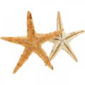 Floristik24 Hviezdica rozptylová dekorácia home deco mini hviezdica príroda 2-4cm 50p