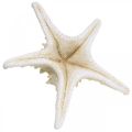 Floristik24 Deco hviezdica veľká sušená biela nopka hviezdica 19-26cm 5ks