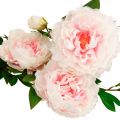 Floristik24 Hodvábny kvet pivonka umelá svetloružová, biela 135cm