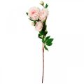 Floristik24 Hodvábny kvet pivonka umelá svetloružová, biela 135cm