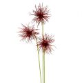 Floristik24 Hodvábne kvety Xanthium Bordeaux 64cm 4ks