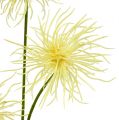 Floristik24 Hodvábne kvety xantium krém 63cm 4ks