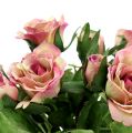 Floristik24 Hodvábna látka kvety kytica ruží L26cm staroružová 3ks