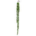 Floristik24 Senecio vešiak 75cm zelený