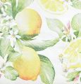 Floristik24 Obrúsky biele s citrónmi letná dekorácia 33x33cm 20ks