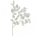 Floristik24 Deco vetvička strieborná listová biela vetvička Lunaria umelá vetvička 70cm