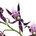 Floristik24 Pavúčie orchidey Brassia fialová 108cm 3ks
