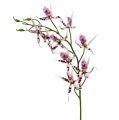 Floristik24 Pavúčie orchidey Brassia ružovo-biele 108cm 3ks
