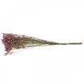 Floristik24 Statice, morská levanduľa, sušený kvet, kytica ružová L52cm 23g