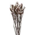 Floristik24 Plážový orgován biely limonium sušené kvety 60cm 35g