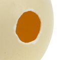 Floristik24 Pštrosie vajce príroda vyfúknutá prázdna dekorácia