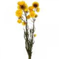 Floristik24 Sušený kvet Žltý slamený kvet Helichrysum Suchá dekorácia zväzok 50cm 45g