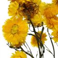 Floristik24 Sušený kvet Žltý slamený kvet Helichrysum Suchá dekorácia zväzok 50cm 45g