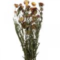 Floristik24 Slamený kvet Žltý, Červený sušený Helichrysum sušený kvet 50cm 60g