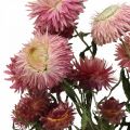 Floristik24 Strawflower Ružové sušené Helichrysum sušené kvety zväzok 45cm 45g