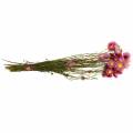Floristik24 Slamený kvet vo zväzku Ružové sušené kvety 25g