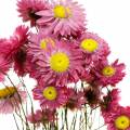 Floristik24 Slamený kvet vo zväzku Ružové sušené kvety 25g