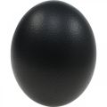 Floristik24 Veľkonočná dekorácia s vyfúknutým pštrosím vajcom čierna Ø12cm V14cm