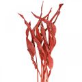 Floristik24 Listy Strelitzia červené matné suché kvetinárstvo 45-80cm 10ks