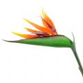 Floristik24 Strelitzia rajka kvet 95cm