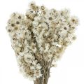 Floristik24 Slamené kvety Sušené kvety Kytica biela malá 15g