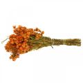 Floristik24 Slamené kvety Sušené kvety Orange Small 15g