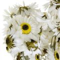 Floristik24 Acroclinium White, suché rastliny, Helichrysum, suché kvety L20–40 cm 25g