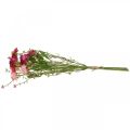 Floristik24 Rhodanthe ružovo-ružová, hodvábne kvety, umelá rastlina, strapec slamených kvetov L46cm