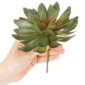 Umelý sukulent ako dekoračná rastlina, zelený, 18 cm, 3 kusy | Floristik24.sk